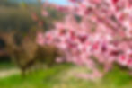The blossoming peach garden in the spring.jpg