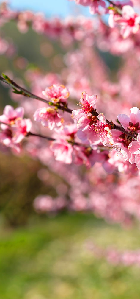 Blossoming peach tree in the spring