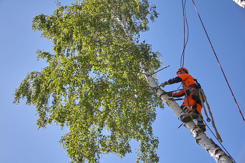 Climbaxe tree services salt lake county tree removal