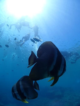真栄田岬2シュノーケル