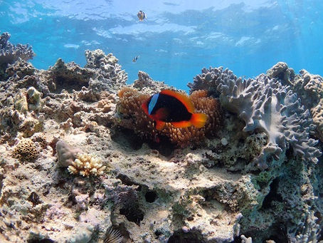 初めてのシュノーケル☆