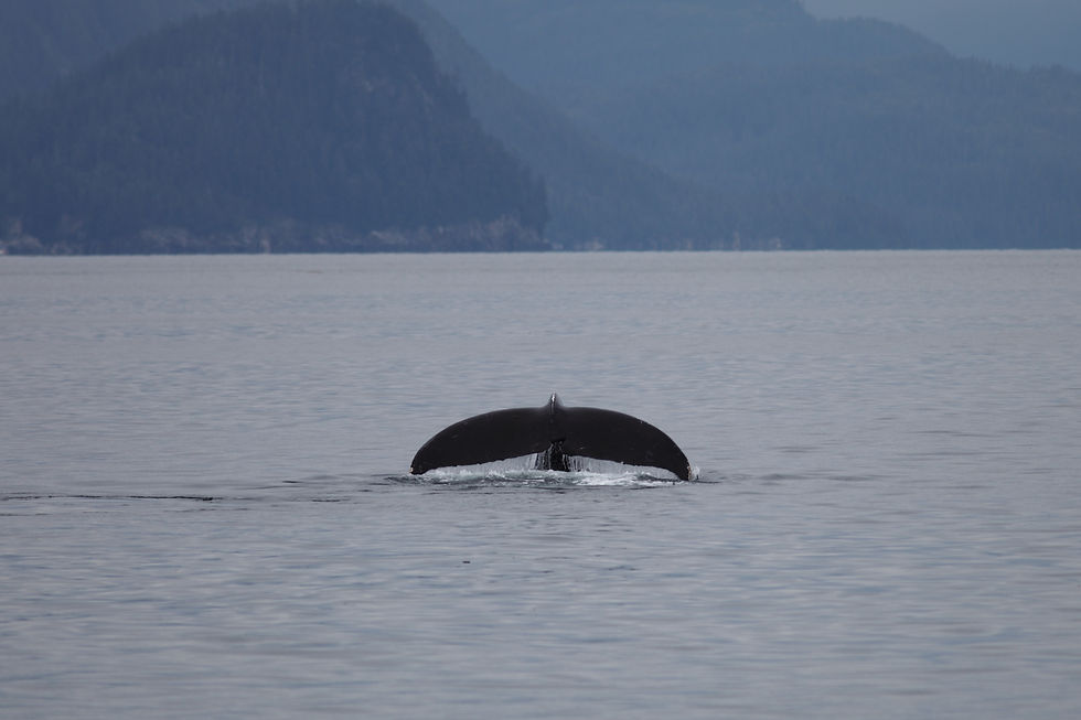 humpback-whale-fluke-sea-alaska.jpg