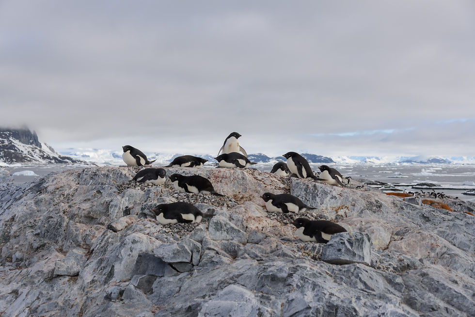 adelie-penguins-beach.jpg