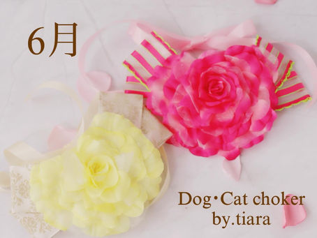 華やかなドッグチョーカー・5月and6月