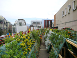 Plantación módulos