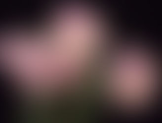 Стрептокарпус уход в домашних условиях