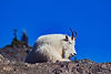 White goat with blue sky background