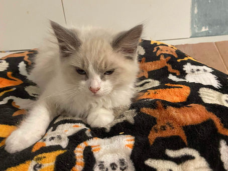 (ADOPTED) Meet Luna!