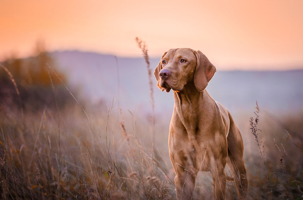 Hungarian Vizsla Hound Dog