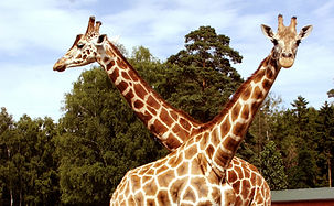 Giraffe.jpg