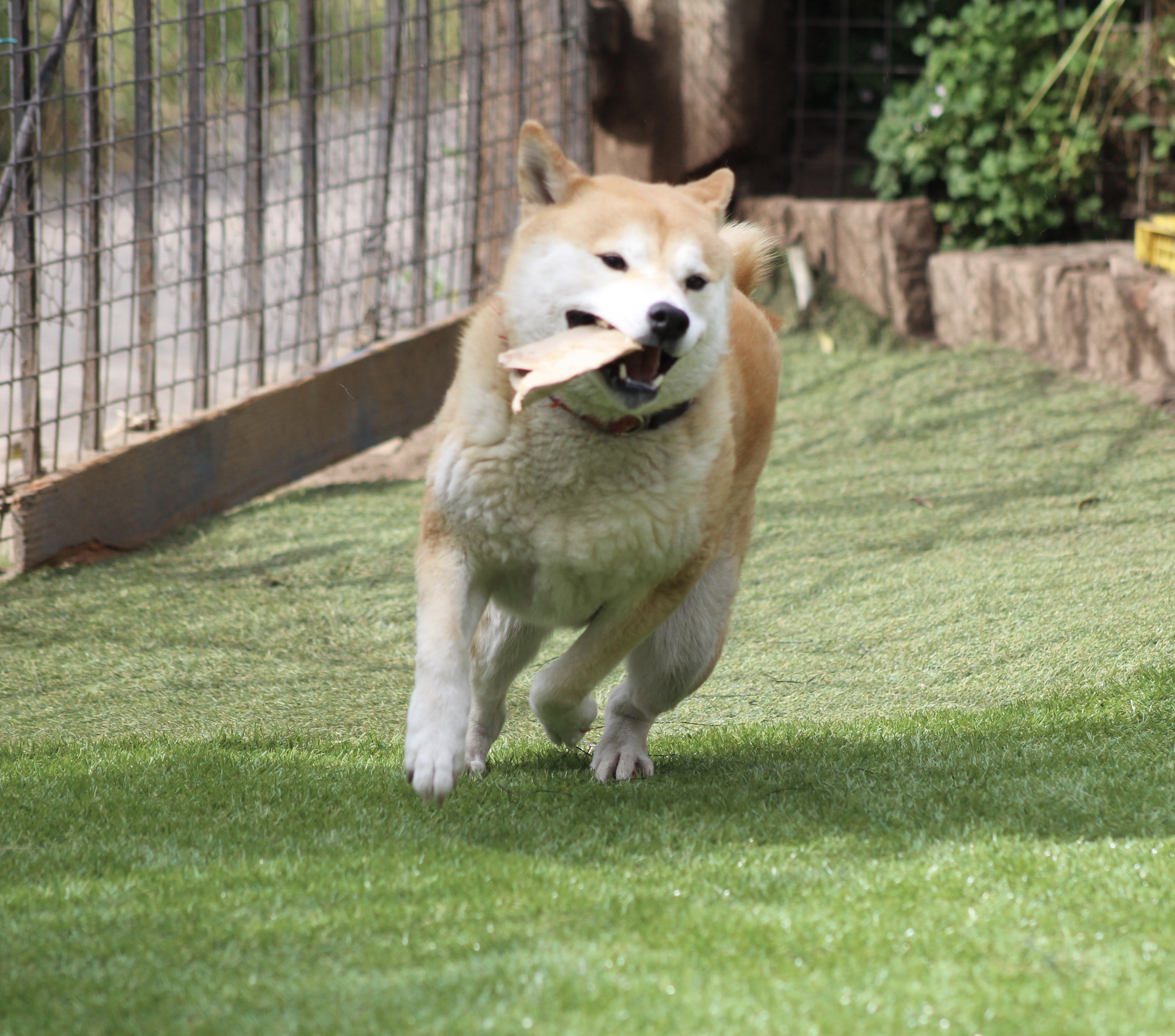 Maki