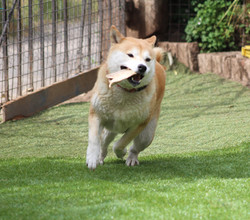 Maki