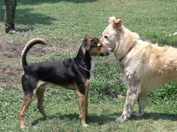 Hachi - comunicación