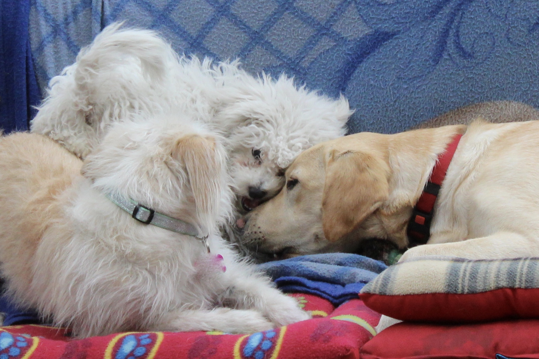 lenteja, Puppy, Olivia