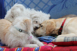 lenteja, Puppy, Olivia