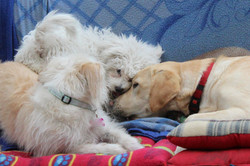 lenteja, Puppy, Olivia
