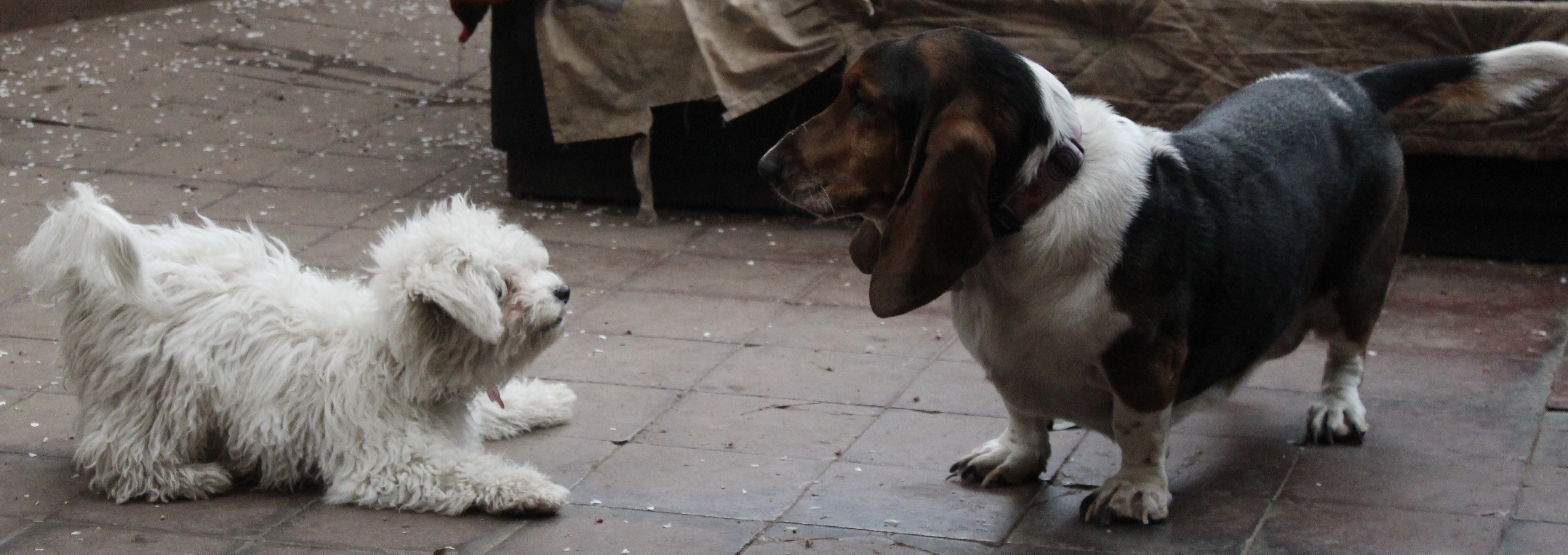 Puppy y Pascuala