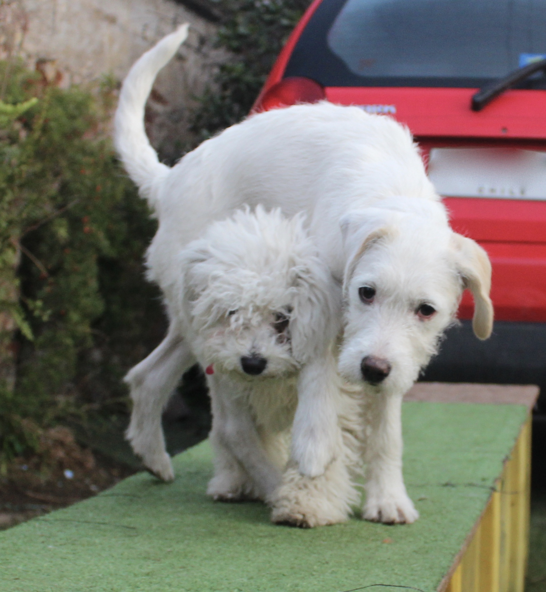 Puppy y Noa