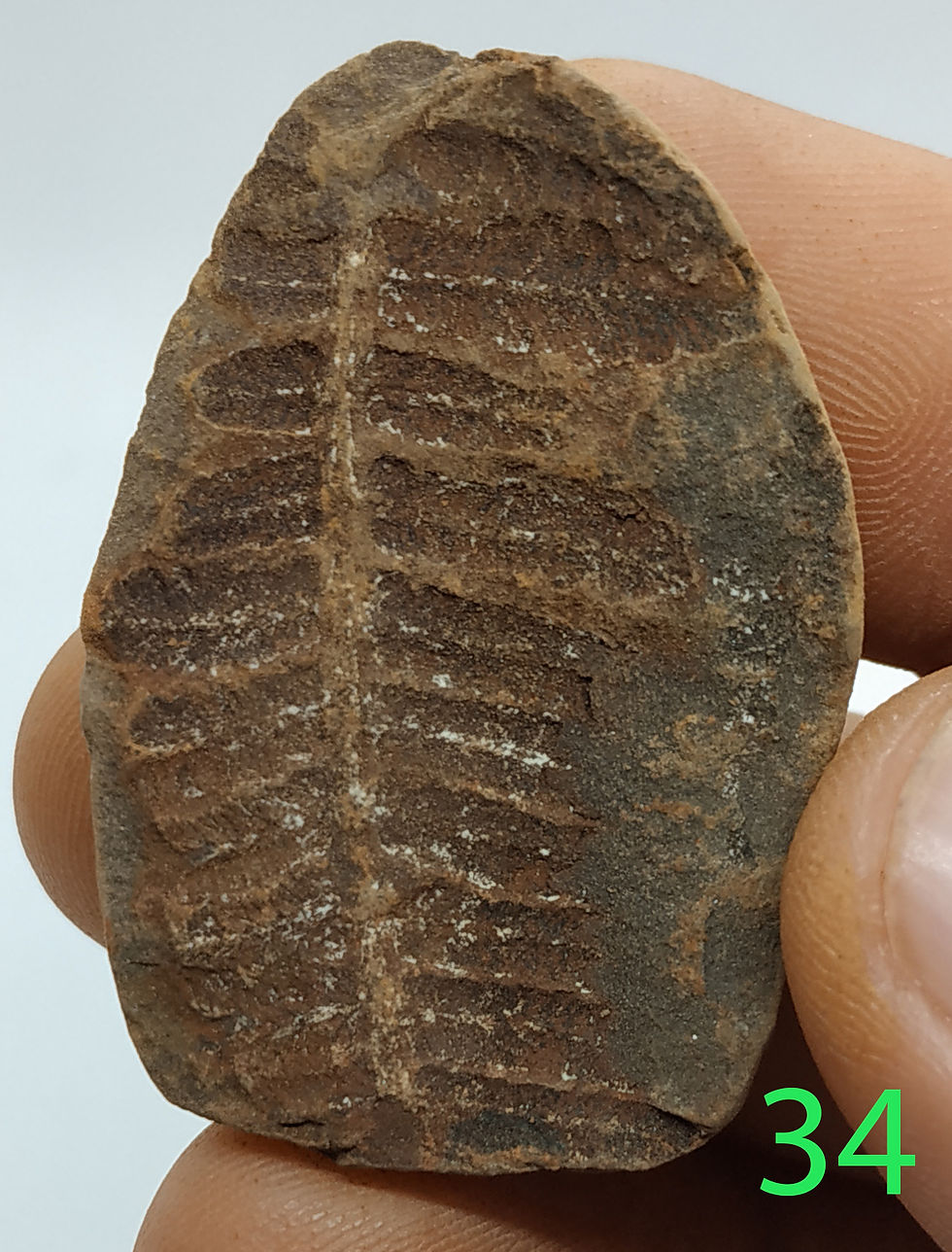Miniatura: Asterotheca sp. 27-38