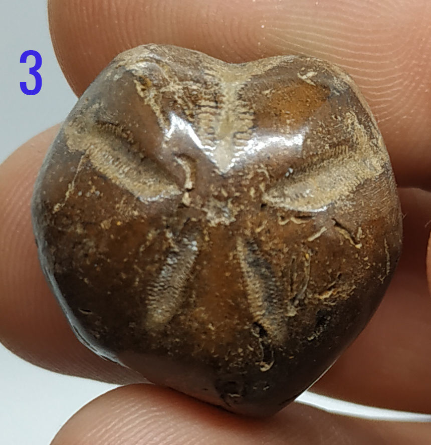 Miniatura: Micraster sp.