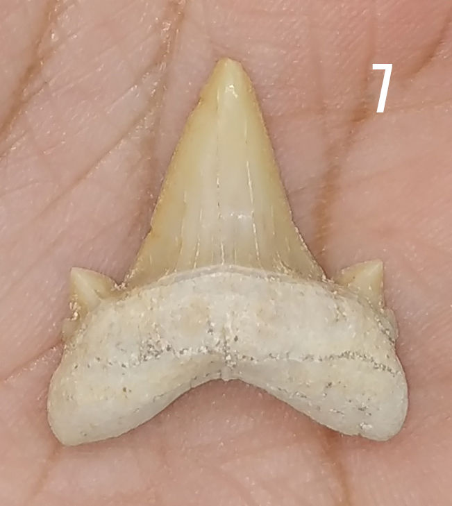 Miniatura: Cretolamna sp.