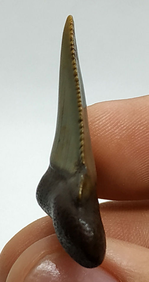 Miniatura: Carcharocles auriculatus