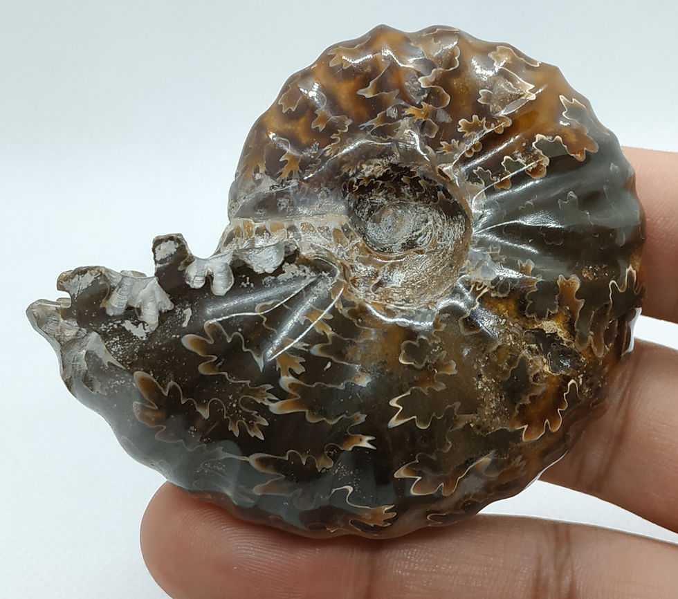 Miniatura: Douvilleiceras mammillatus