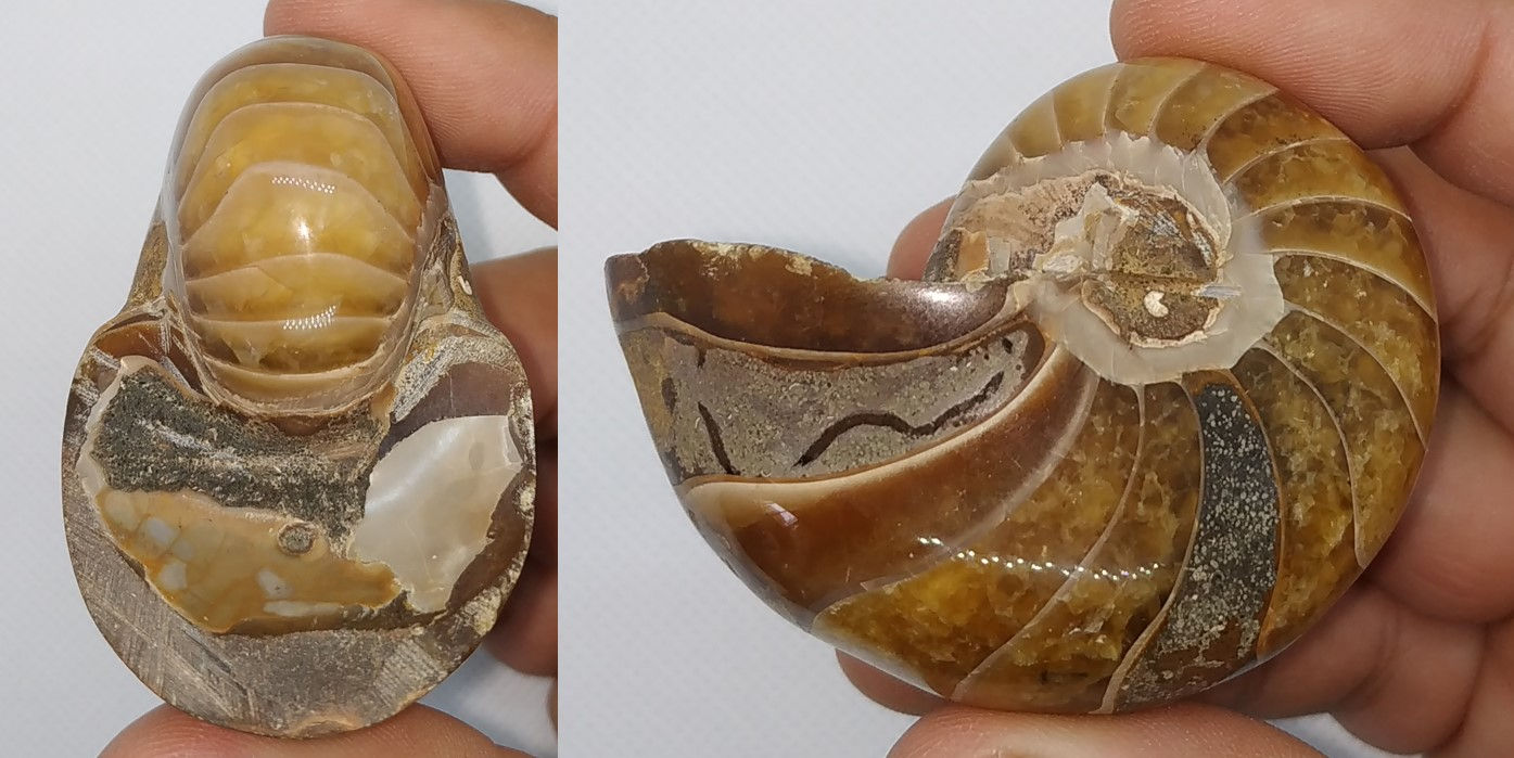 Cymatoceras sakalavum