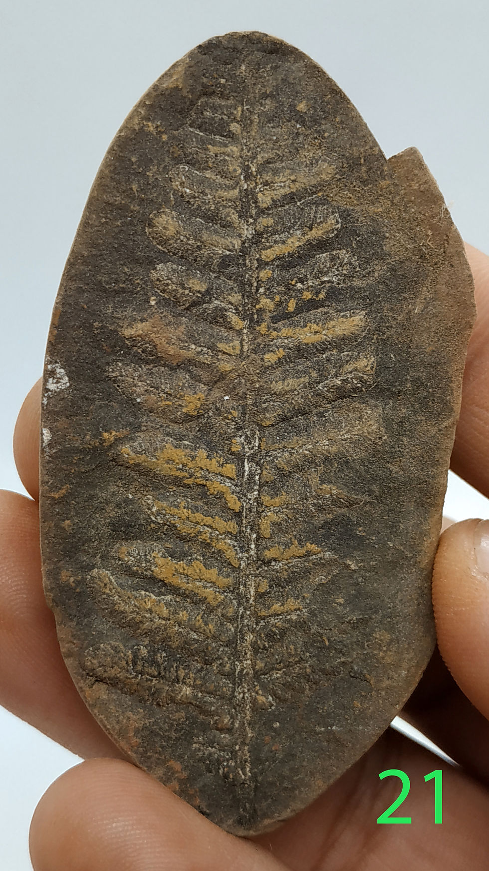 Miniatura: Asterotheca sp. 17-26