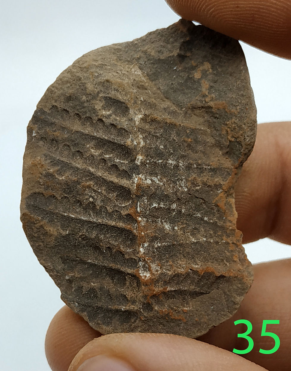Miniatura: Asterotheca sp. 27-38