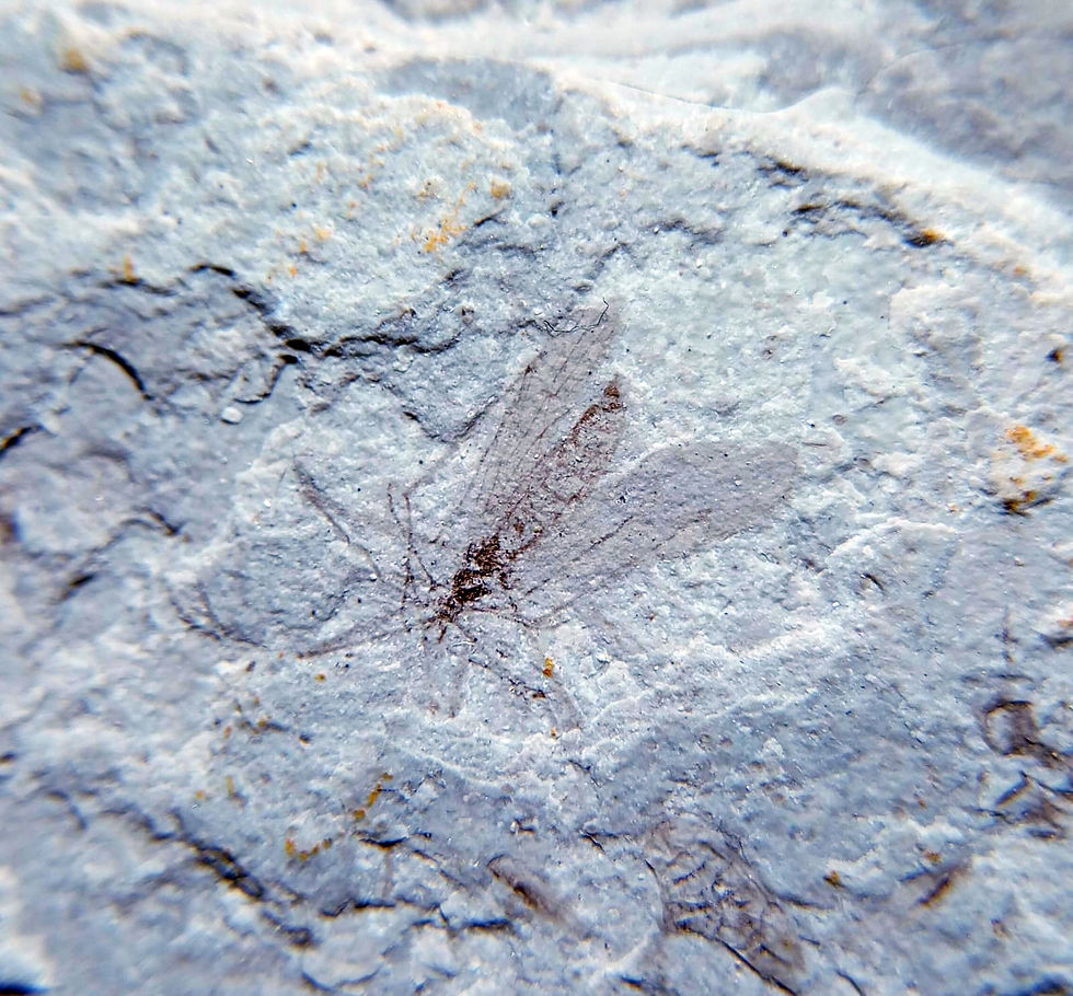 Miniatura: Mosquitos Jurásicos (3)
