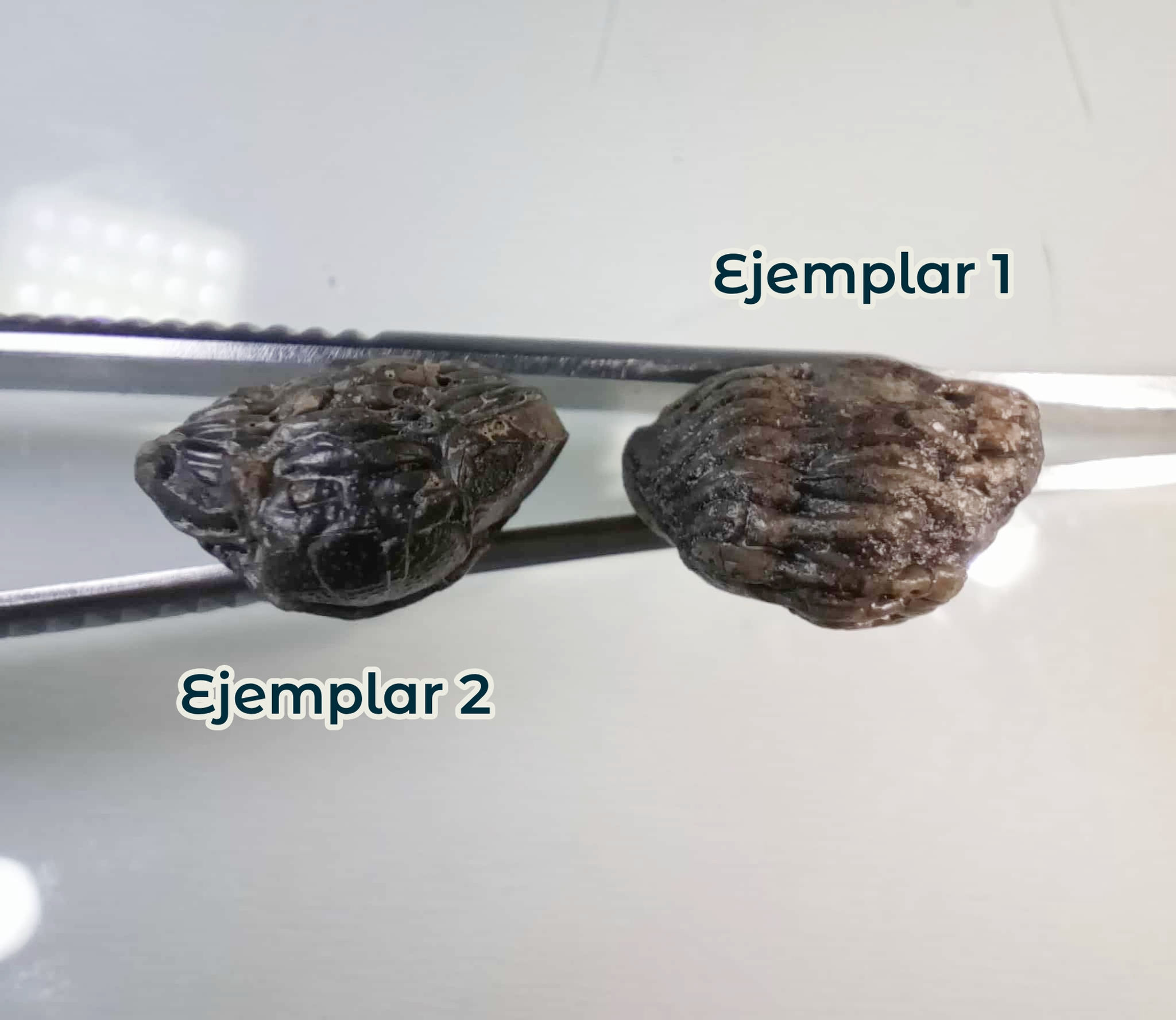 Trilobites enrrollados