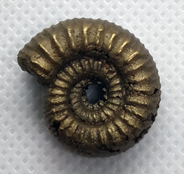 Miniatura: Nodicoeloceras sp.