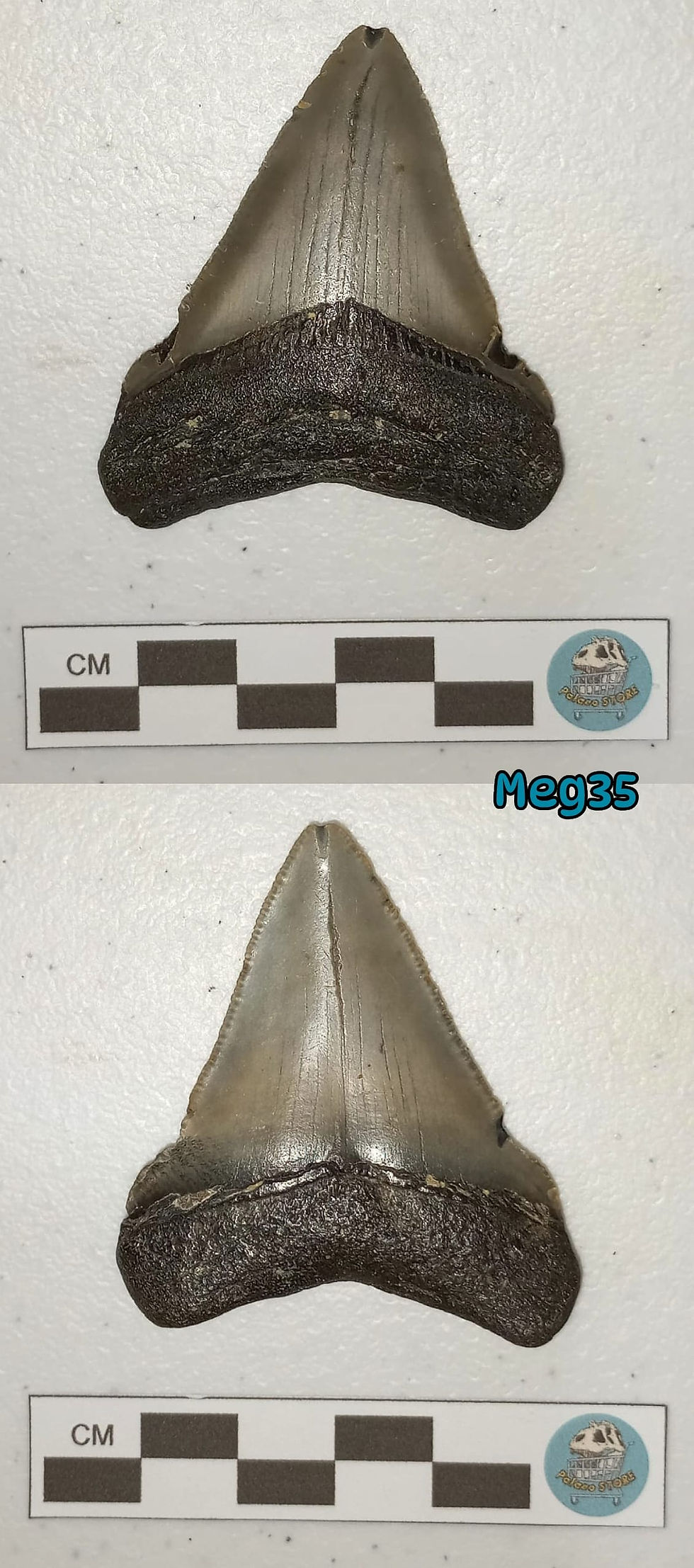 Miniatura: Megalodontes juveniles