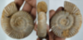 Perisphinctes virguloides