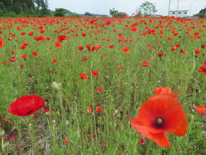 ポピーが咲きました