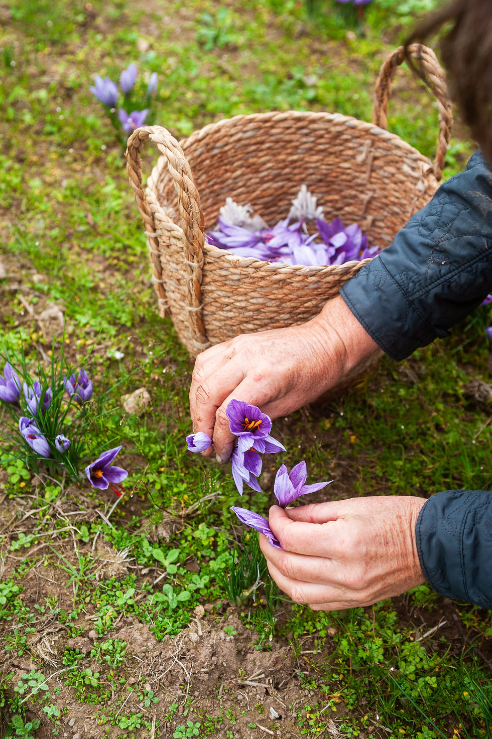 Cueillette des fleurs de crocus sativus Terre Safranée 2025