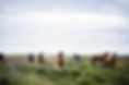 horses-593163_1920.jpg