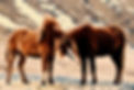 pony-2392561_1920.jpg