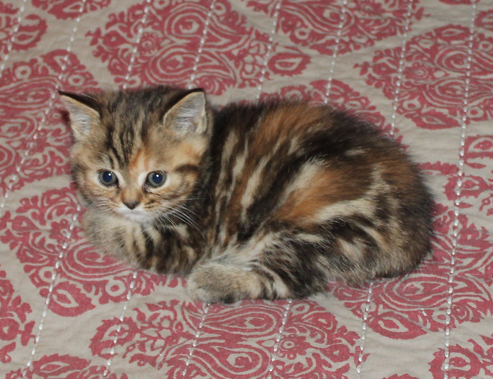 DesisTorbieAt6wks-c