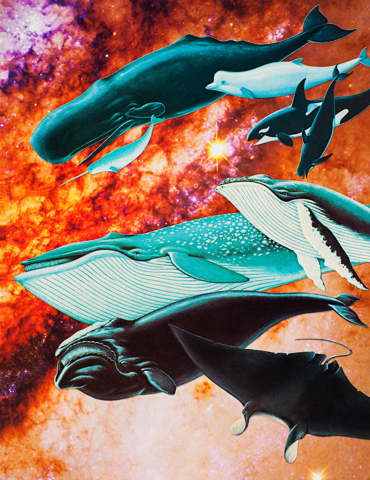 Animal Friends - Space Whales