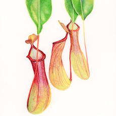 Amalia_Nepenthes spathulata.jpeg