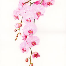 Amalia_Pink Orchid.jpeg