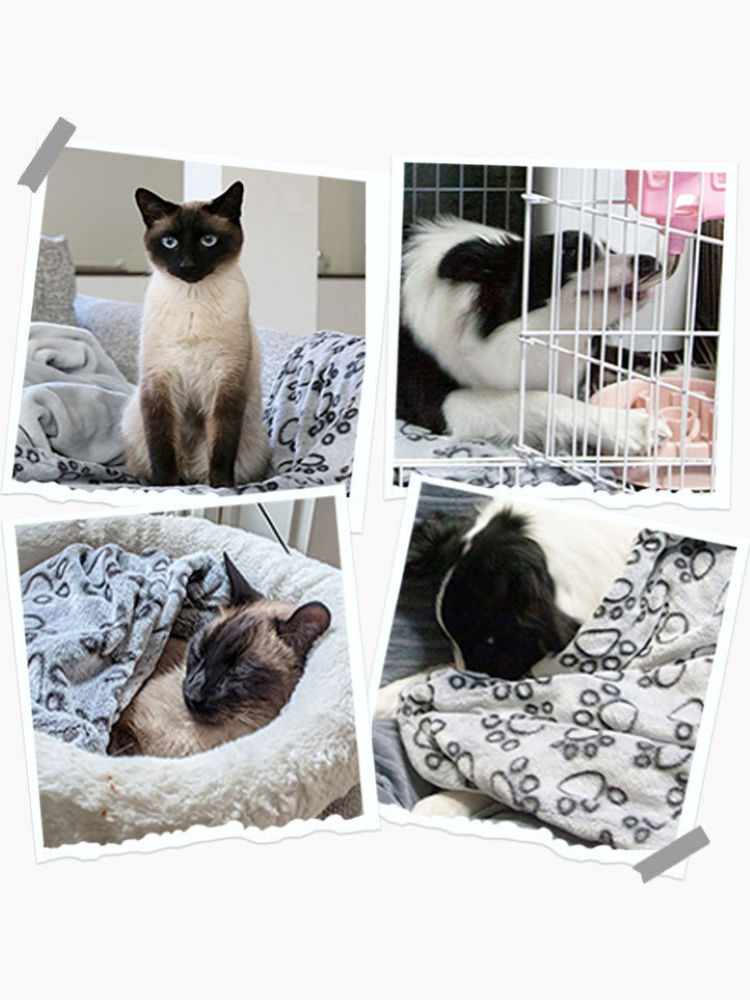 Thumbnail: Collage of cats and dogs on fluffy cartoon pattern pet mats