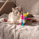 Fluffy cat playing with a colorful feather toy