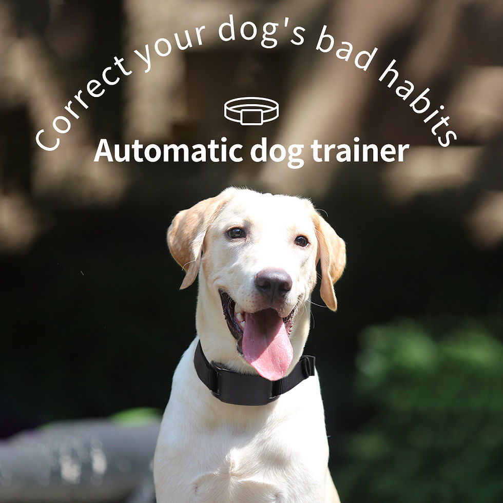 Thumbnail: Happy dog wearing an automatic anti-bark dog collar.