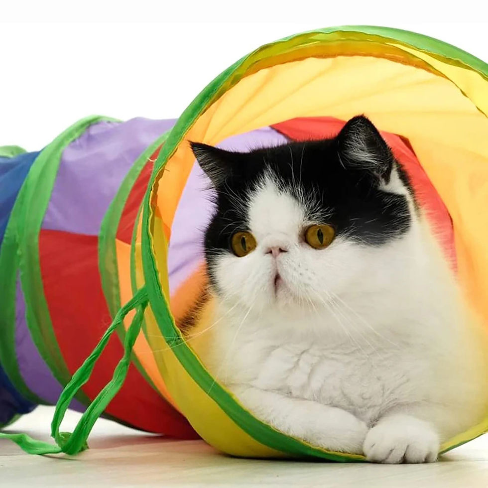 Black and white cat inside a collapsible kitty play tunnel.