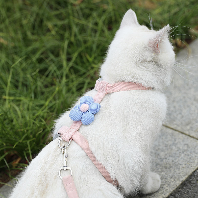 White cat wearing a pink adjustable harness with a flower
