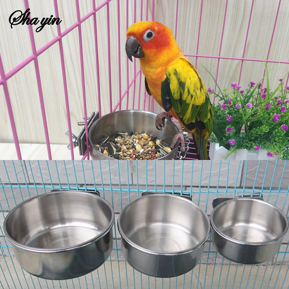 Small parrot perched on a stainless steel feeding cup.
