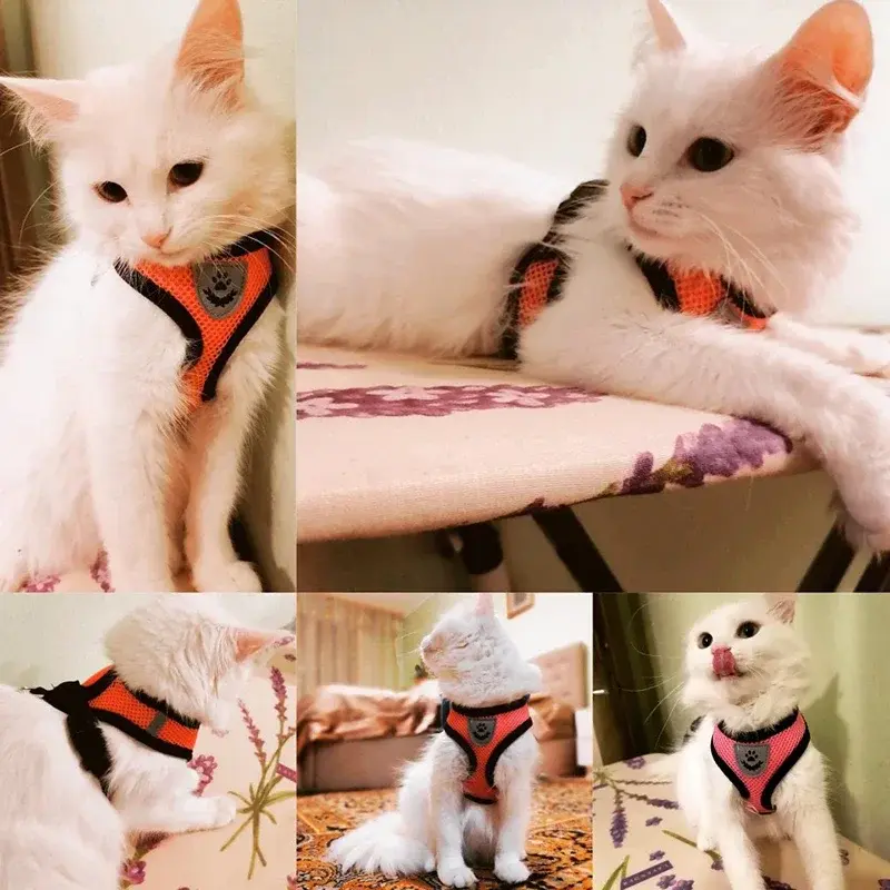 White cat wearing an adjustable polyester walking harness vest